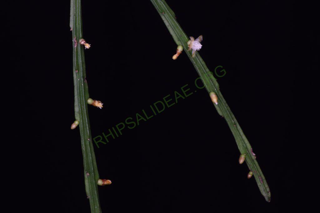 Rhipsalis sulcata, Uhlig