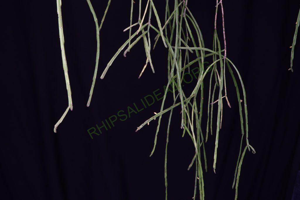 Rhipsalis sulcata, Uhlig
