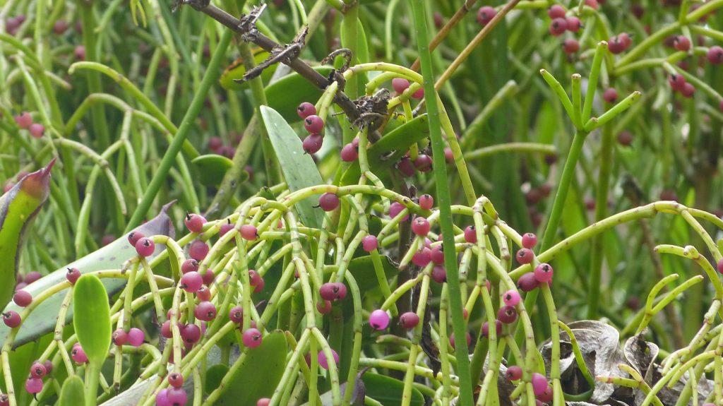 Rhipsalis teres, Bosque Santa Helena