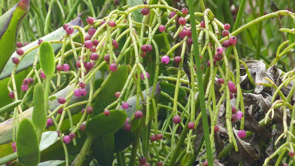 Rhipsalis teres, Bosque Santa Helena
