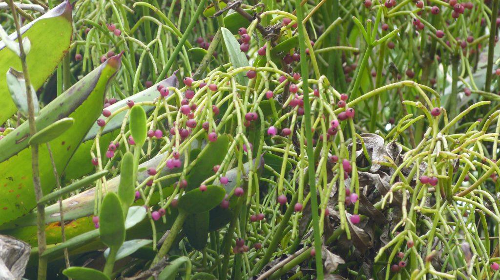 Rhipsalis teres, Bosque Santa Helena