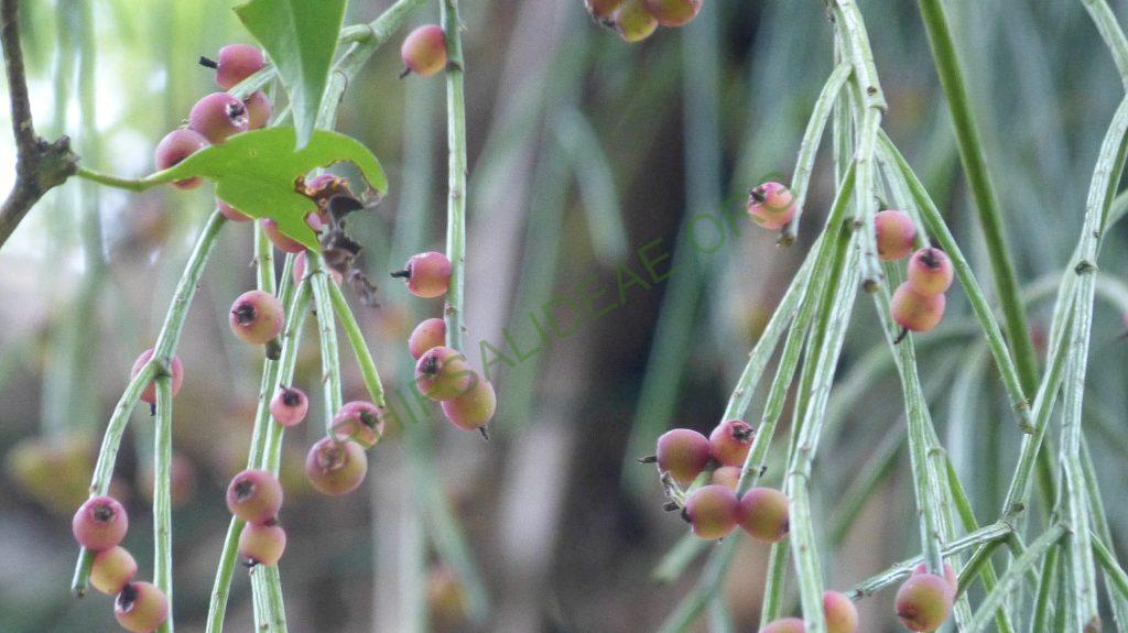 Rhipsalis teres, Bosque Santa Helena
