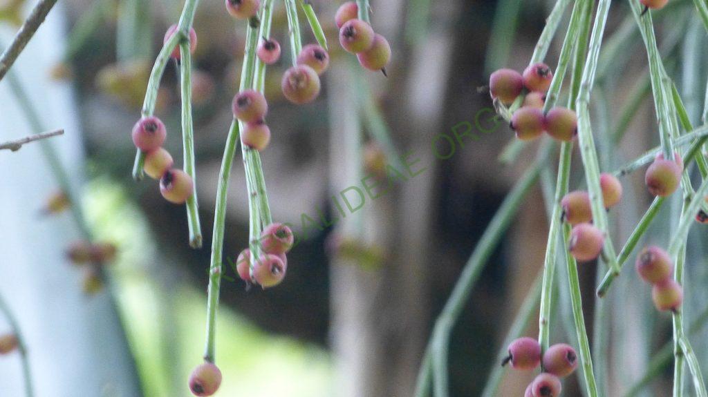 Rhipsalis teres, Bosque Santa Helena