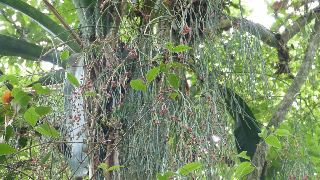Rhipsalis teres, Bosque Santa Helena