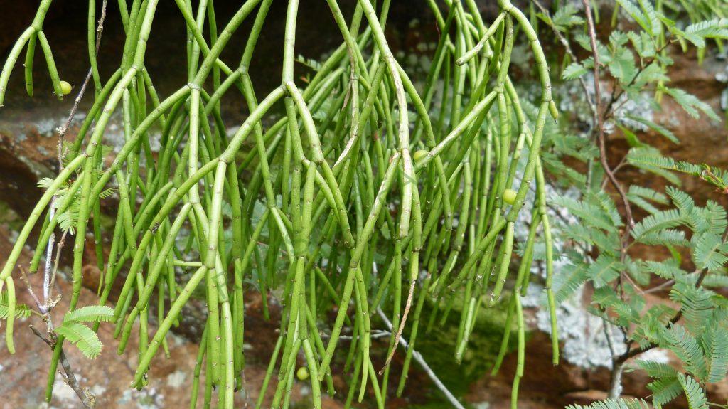 Rhipsalis teres f. teres, Teresópolis entrance, Serra dos Órgãos, Rio de Janeiro, Brazil