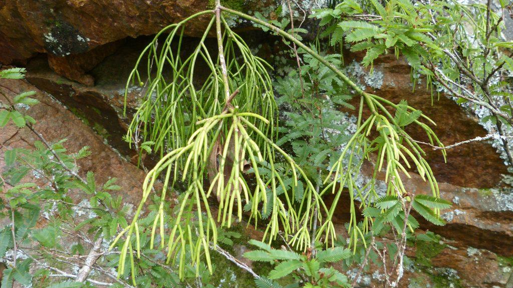 Rhipsalis teres f. teres, Teresópolis entrance, Serra dos Órgãos, Rio de Janeiro, Brazil