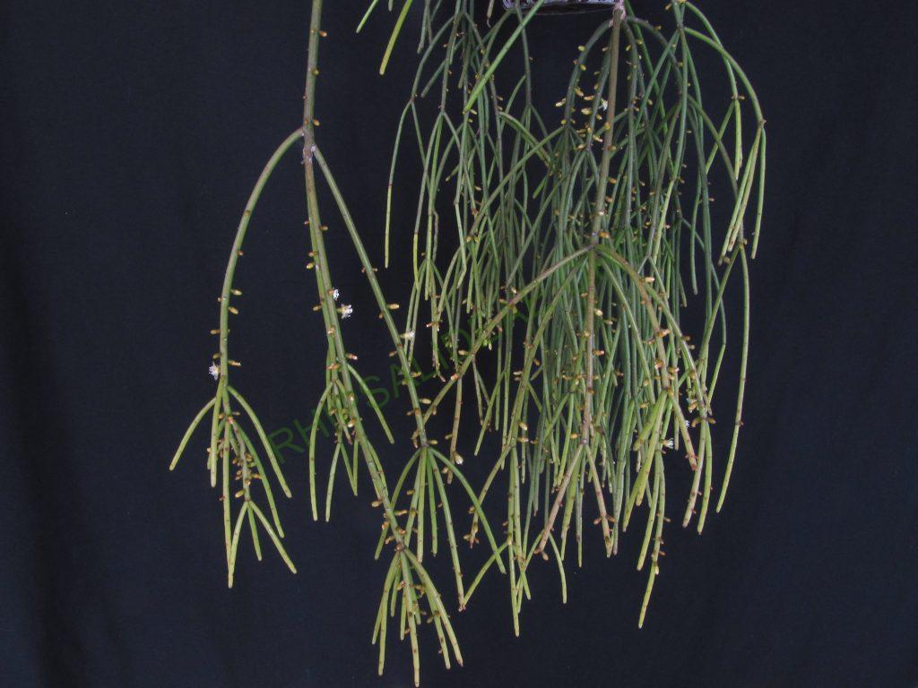 Rhipsalis teres f. heteroclada