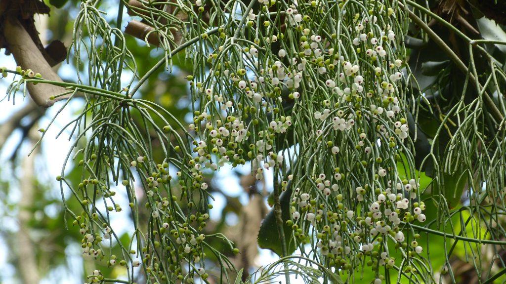 Rhpsalis teres f. teres, Poço da preguiça, Serra dos Órgãos, Rio de Janeiro, Brazil