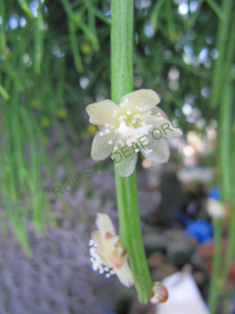 Rhipsalis tucumanensis, Bonn 12956, Villa Tunari, Bolivia