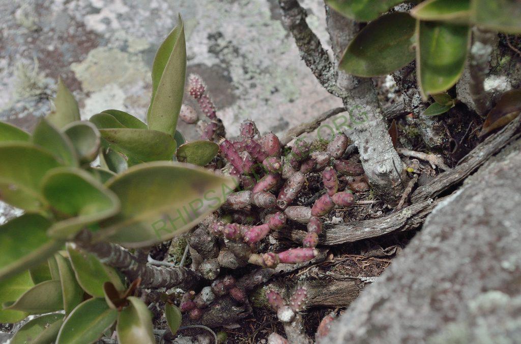 Hatiora salicornioides f. cylindrica, AJ 125, Morro do Pai Inácio, Chapada Diamantina, Bahia, Brazil