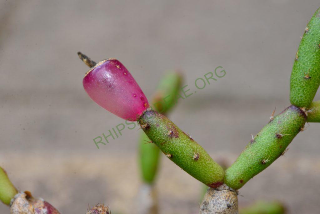 Hatiora salicornioides f. cylindrica, AJ 125, Morro do Pai Inácio, Chapada Diamantina, Bahia, Brazil