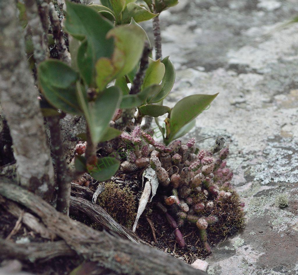 Hatiora salicornioides f. cylindrica, AJ 125, Morro do Pai Inácio, Chapada Diamantina, Bahia, Brazil