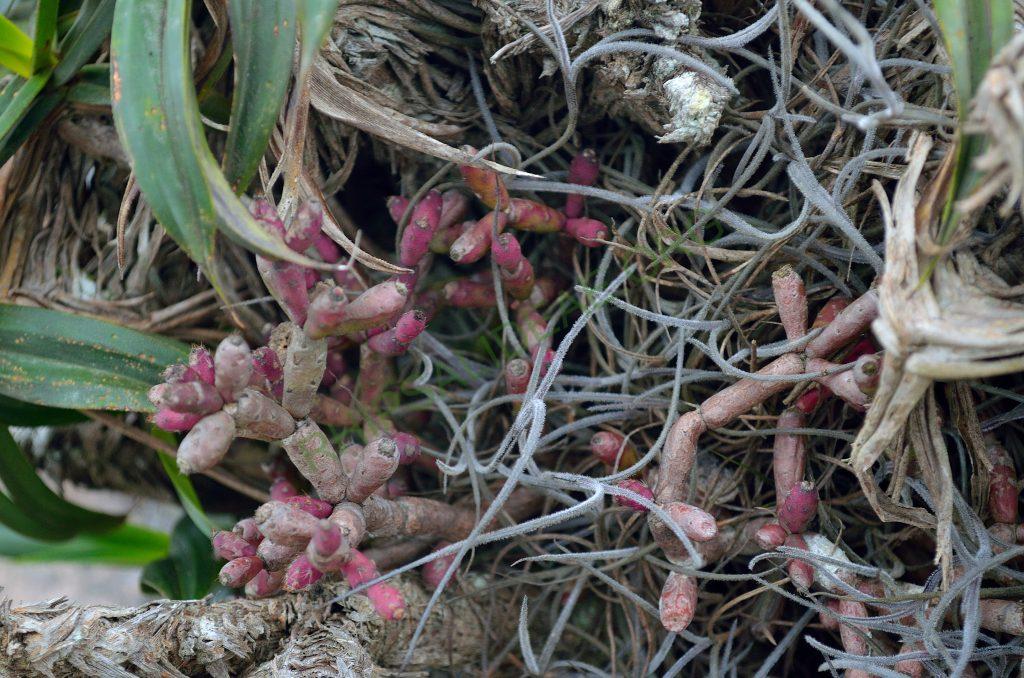 Hatiora salicornioides f. cylindrica, AJ 125, Morro do Pai Inácio, Chapada Diamantina, Bahia, Brazil