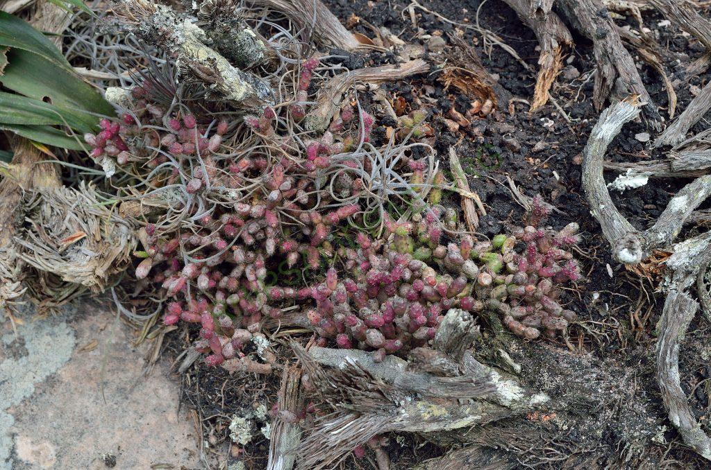 Hatiora salicornioides f. cylindrica, AJ 125, Morro do Pai Inácio, Chapada Diamantina, Bahia, Brazil