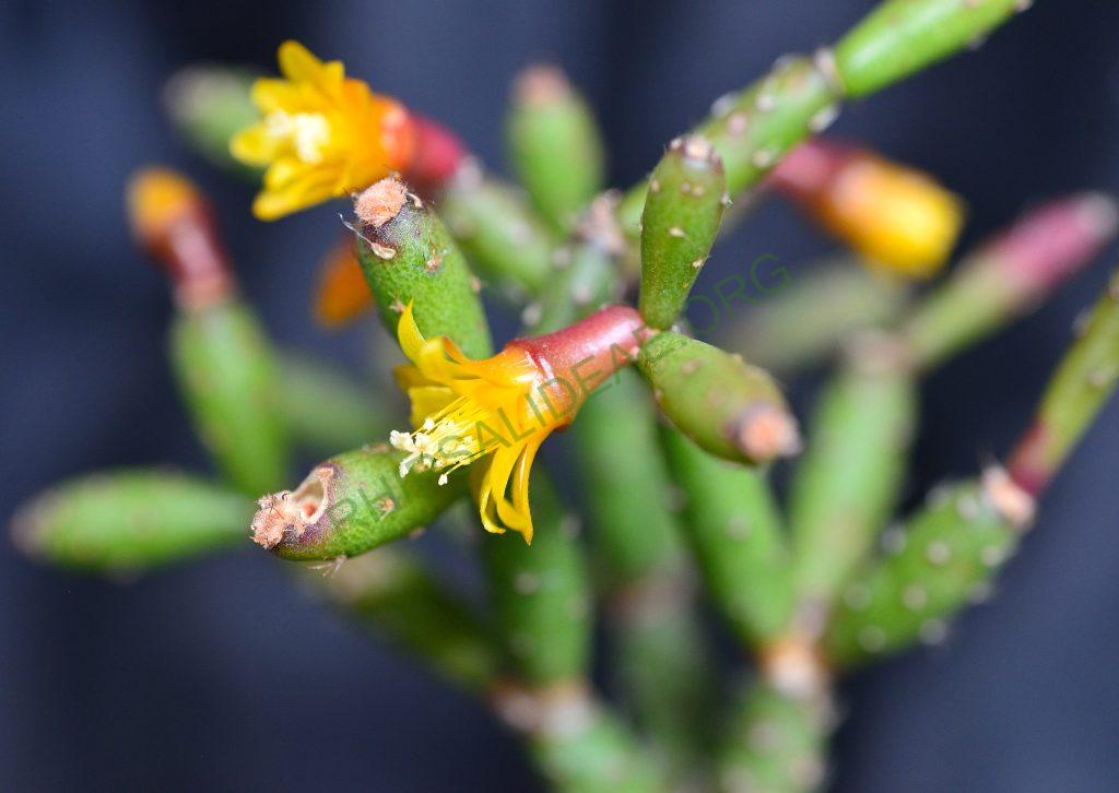 Hatiora salicornioides f. cylindrica, AJ 125, Morro do Pai Inácio, Chapada Diamantina, Bahia, Brazil