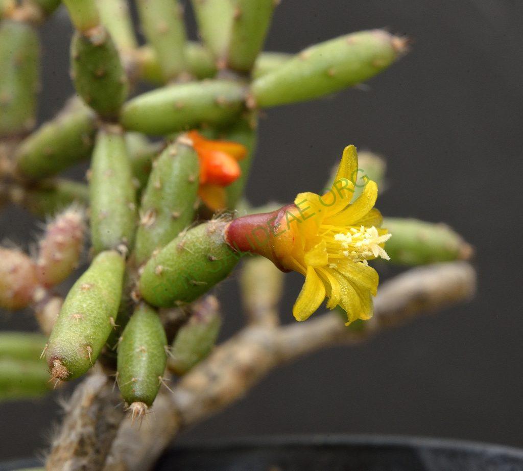Hatiora salicornioides f. cylindrica, AJ 125, Morro do Pai Inácio, Chapada Diamantina, Bahia, Brazil