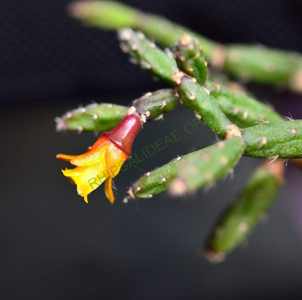 Hatiora salicornioides f. cylindrica, AJ 125, Morro do Pai Inácio, Chapada Diamantina, Bahia, Brazil