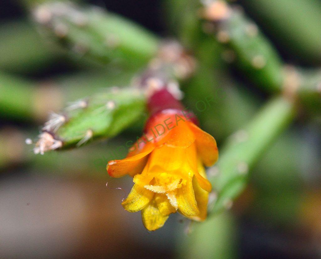 Hatiora salicornioides f. cylindrica, AJ 125, Morro do Pai Inácio, Chapada Diamantina, Bahia, Brazil