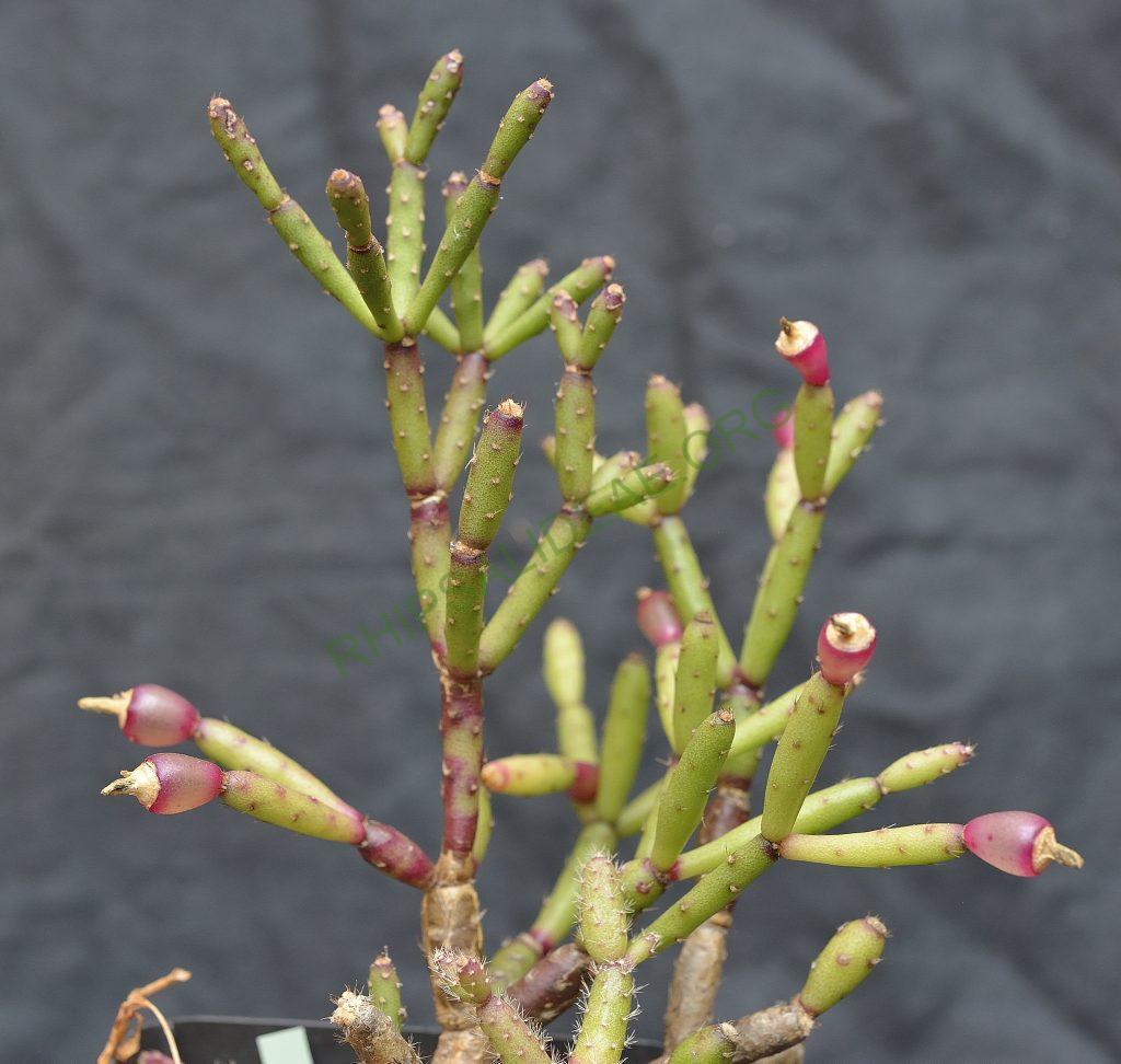 Hatiora salicornioides f. cylindrica, AJ 125, Morro do Pai Inácio, Chapada Diamantina, Bahia, Brazil