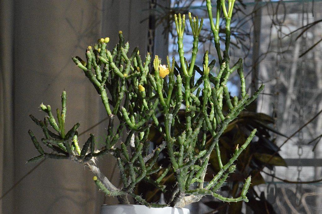 Hatiora salicornioides f. cylindrica, New ISI 95-10, ex Rainbow Gardens