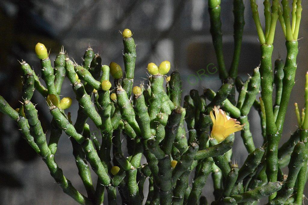 Hatiora salicornioides f. cylindrica, New ISI 95-10, ex Rainbow Gardens