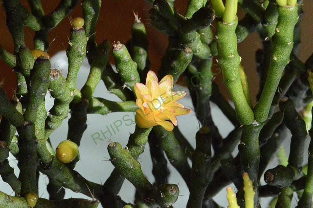 Hatiora salicornioides f. cylindrica, New ISI 95-10, ex Rainbow Gardens