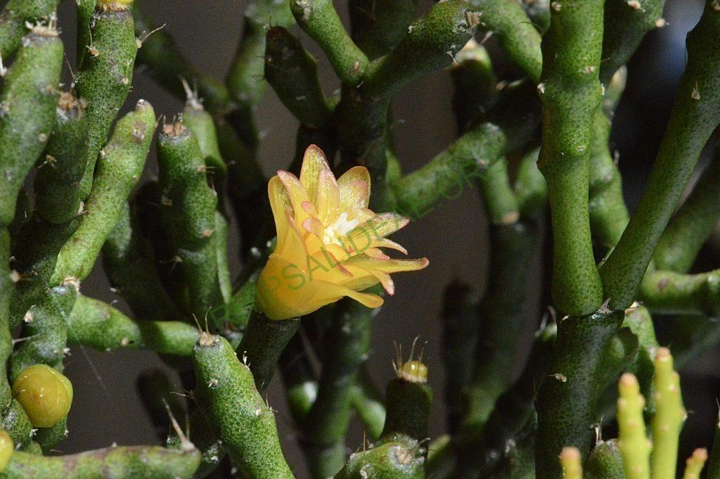 Hatiora salicornioides f. cylindrica, New ISI 95-10, ex Rainbow Gardens