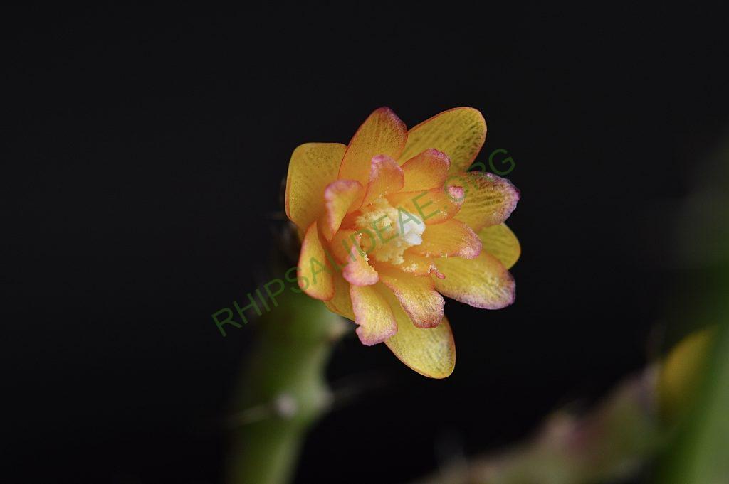 Hatiora salicornioides f. cylindrica, New ISI 95-10, ex Rainbow Gardens