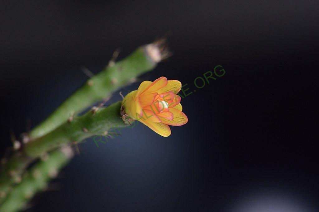 Hatiora salicornioides f. cylindrica, New ISI 95-10, ex Rainbow Gardens