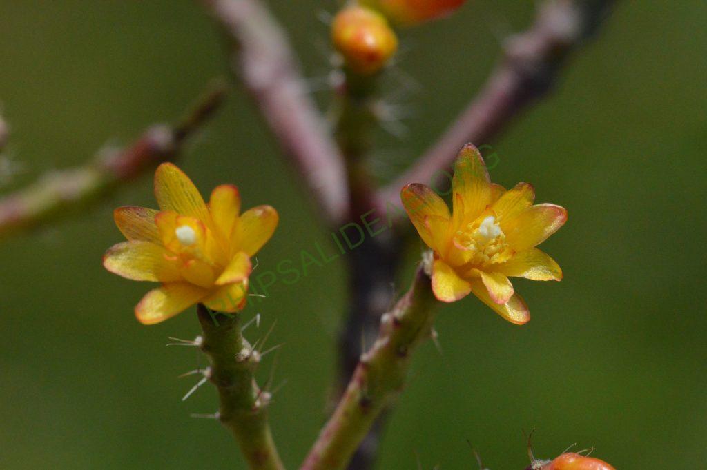 Hatiora salicornioides f. cylindrica, New ISI 95-10, ex Rainbow Gardens