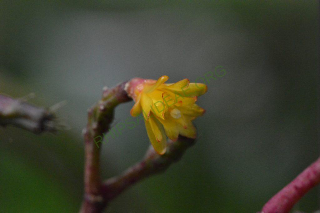 Hatiora salicornioides f. cylindrica, New ISI 95-10, ex Rainbow Gardens