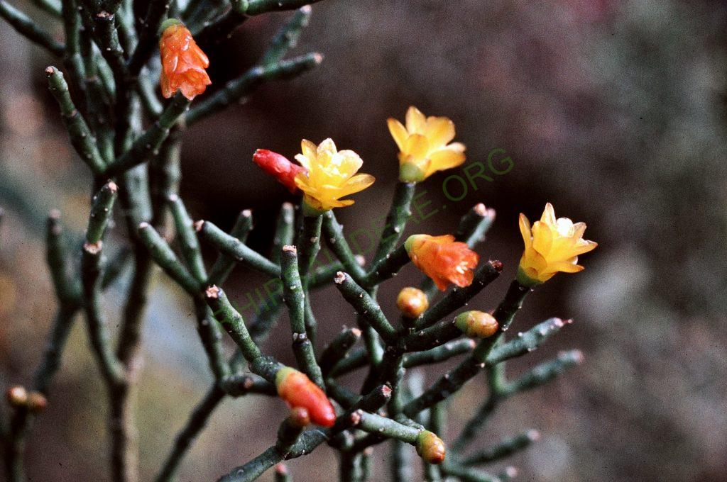 Hatiora salicornioides f. cylindrica, © W. Barthlott, Lotus-Salvinia.de