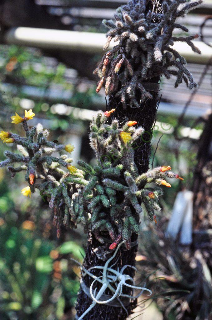 Hatiora salicornioides f. cylindrica, neotenic (juvenile) form, © W. Barthlott, Lotus-Salvinia.de