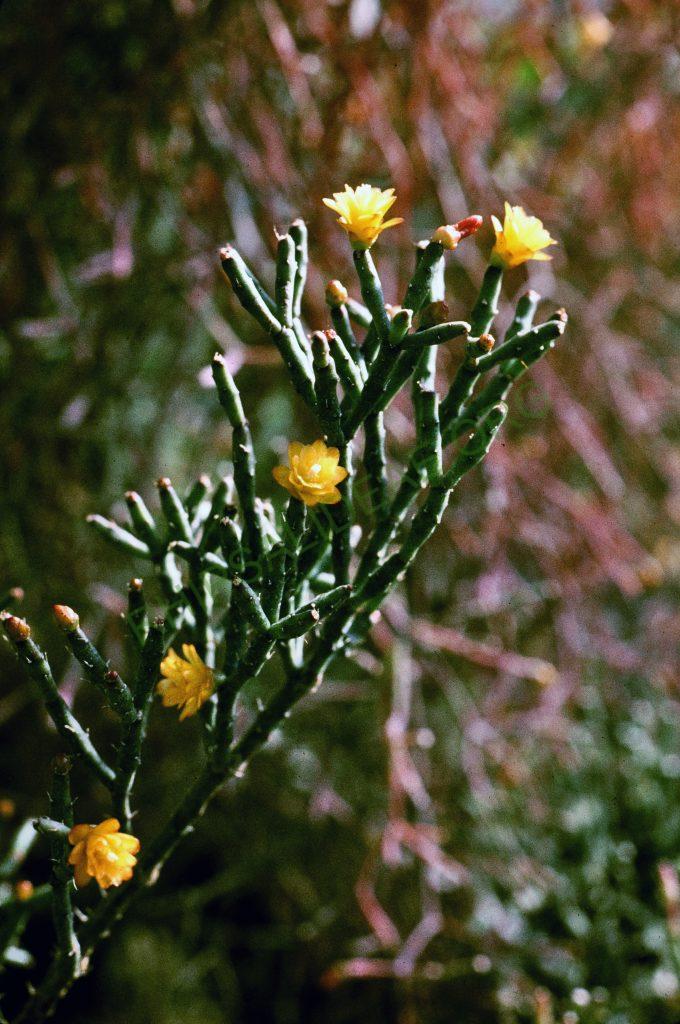 Hatiora salicornioides f. cylindrica, © W. Barthlott, Lotus-Salvinia.de