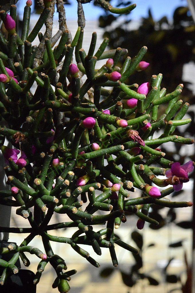 Hatiora herminiae