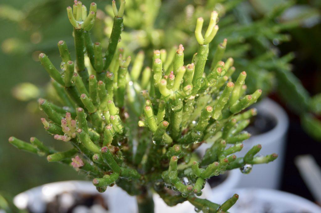 Hatiora herminiae