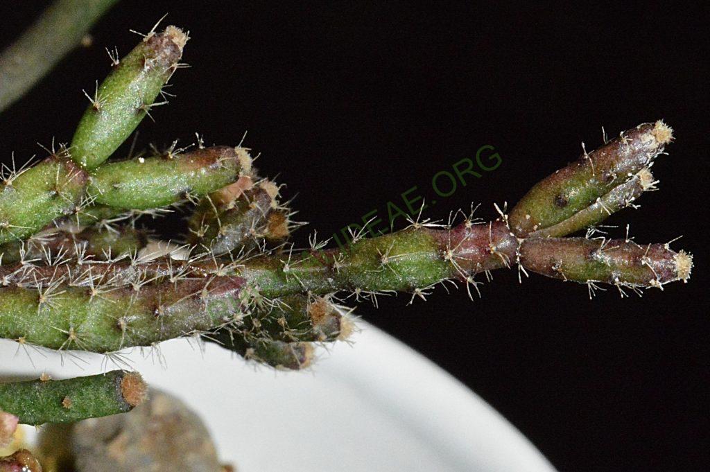 Hatiora herminiae