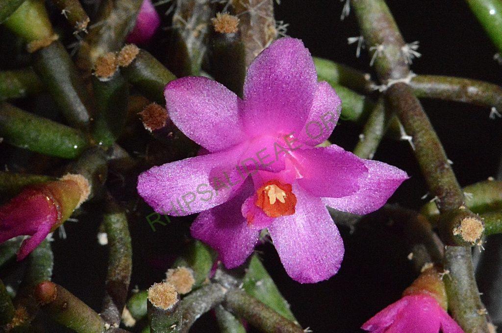 Hatiora herminiae