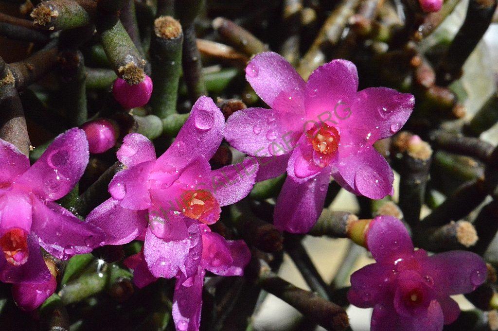 Hatiora herminiae