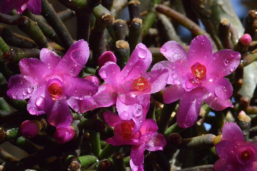 Hatiora herminiae