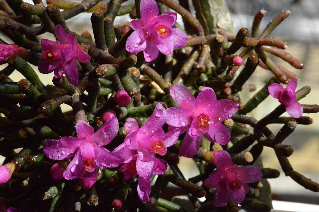 Hatiora herminiae