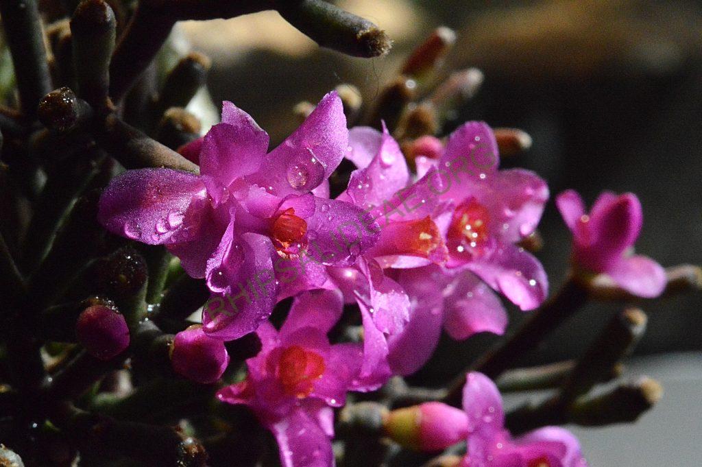 Hatiora herminiae