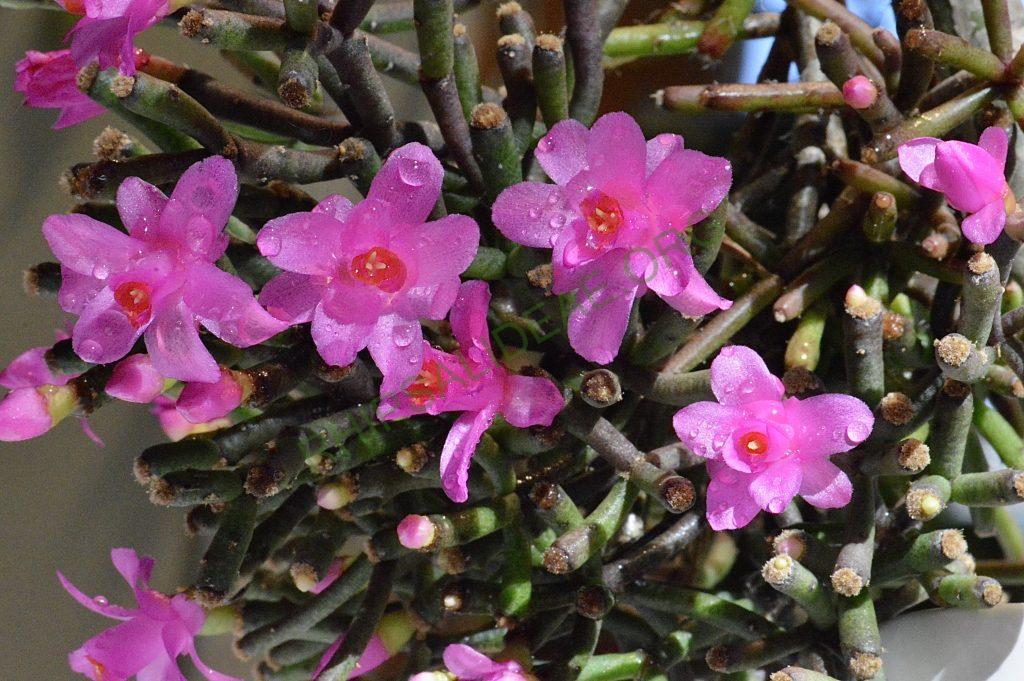 Hatiora herminiae