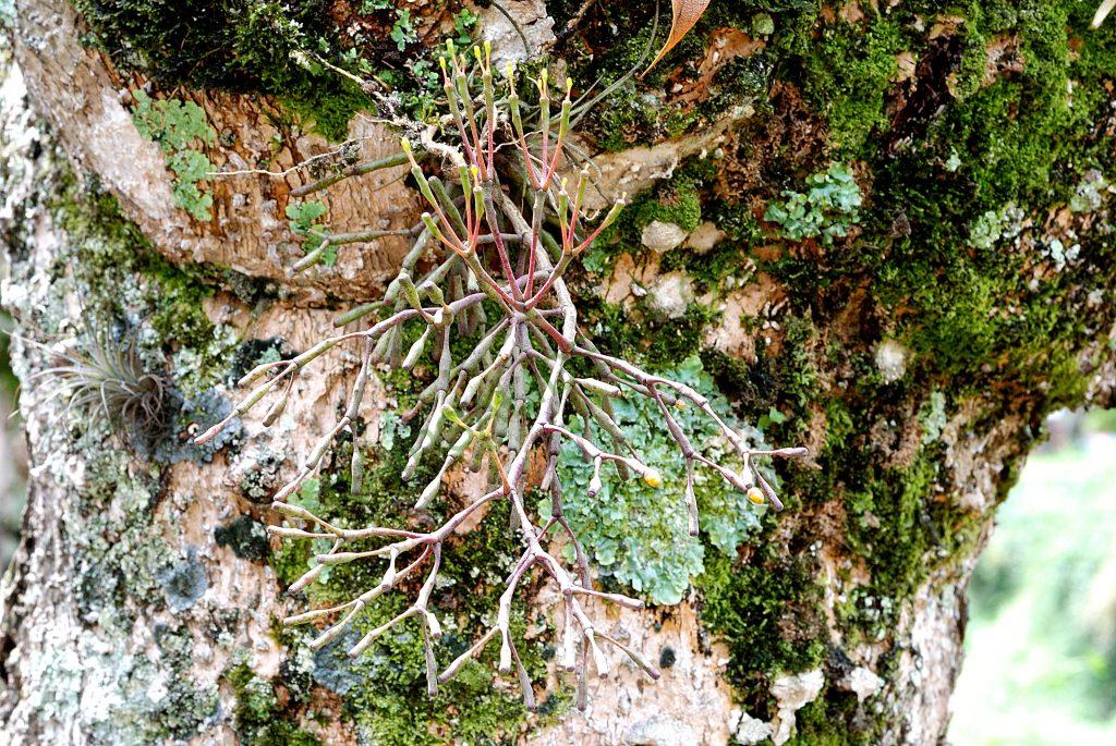 Hatiora salicornioides f. salicornioides, A 91, Petrópolis, Rio de Janeiro, Brazil