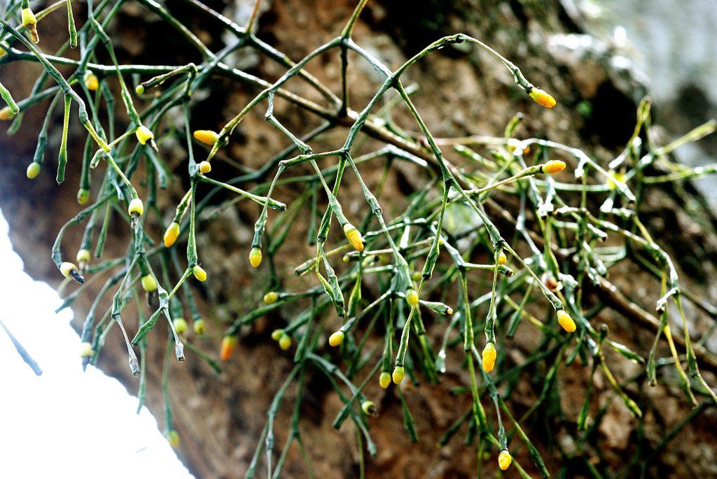 Hatiora salicornioides f. salicornioides, A 91, Petrópolis, Rio de Janeiro, Brazil