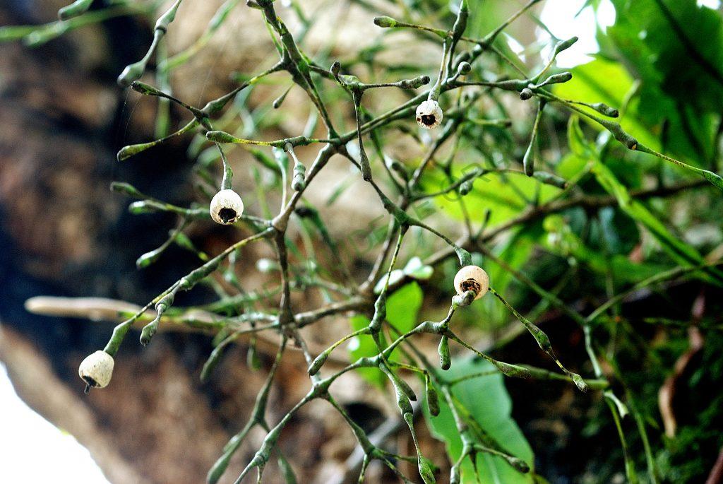 Hatiora salicornioides f. salicornioides, A 91, Petrópolis, Rio de Janeiro, Brazil