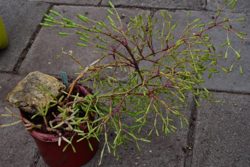 Hatiora salicornioides f. salicornioides, seed grown from A 91, Petrópolis, Rio de Janeiro, Brazil