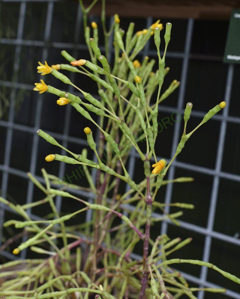 Hatiora salicornioides f. salicornioides, seed grown from A 91, Petrópolis, Rio de Janeiro, Brazil