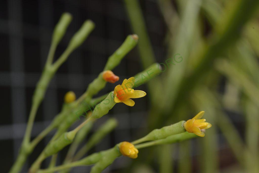 Hatiora salicornioides f. salicornioides, seed grown from A 91, Petrópolis, Rio de Janeiro, Brazil