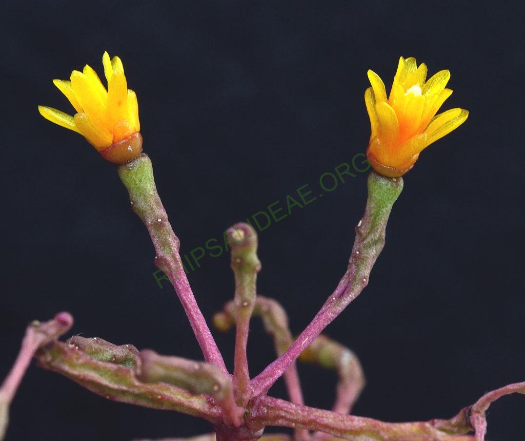 Hatiora salicornioides f. salicornioides, seed grown from A 91, Petrópolis, Rio de Janeiro, Brazil
